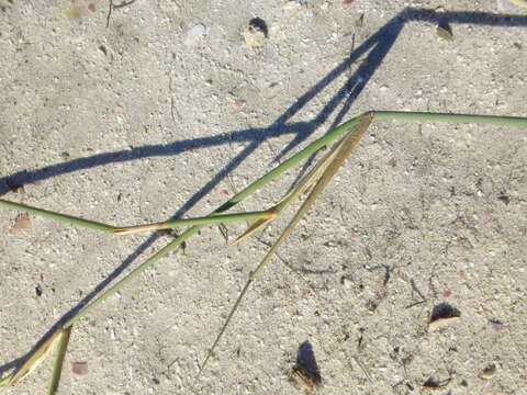 Image de Ehrharta villosa var. villosa