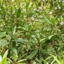 Image of Myoporum rapense subsp. kermadecense