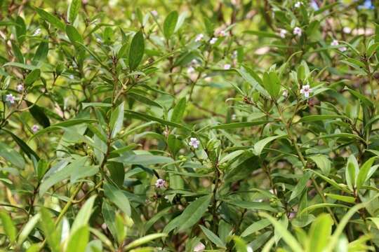 Image of Myoporum rapense subsp. kermadecense