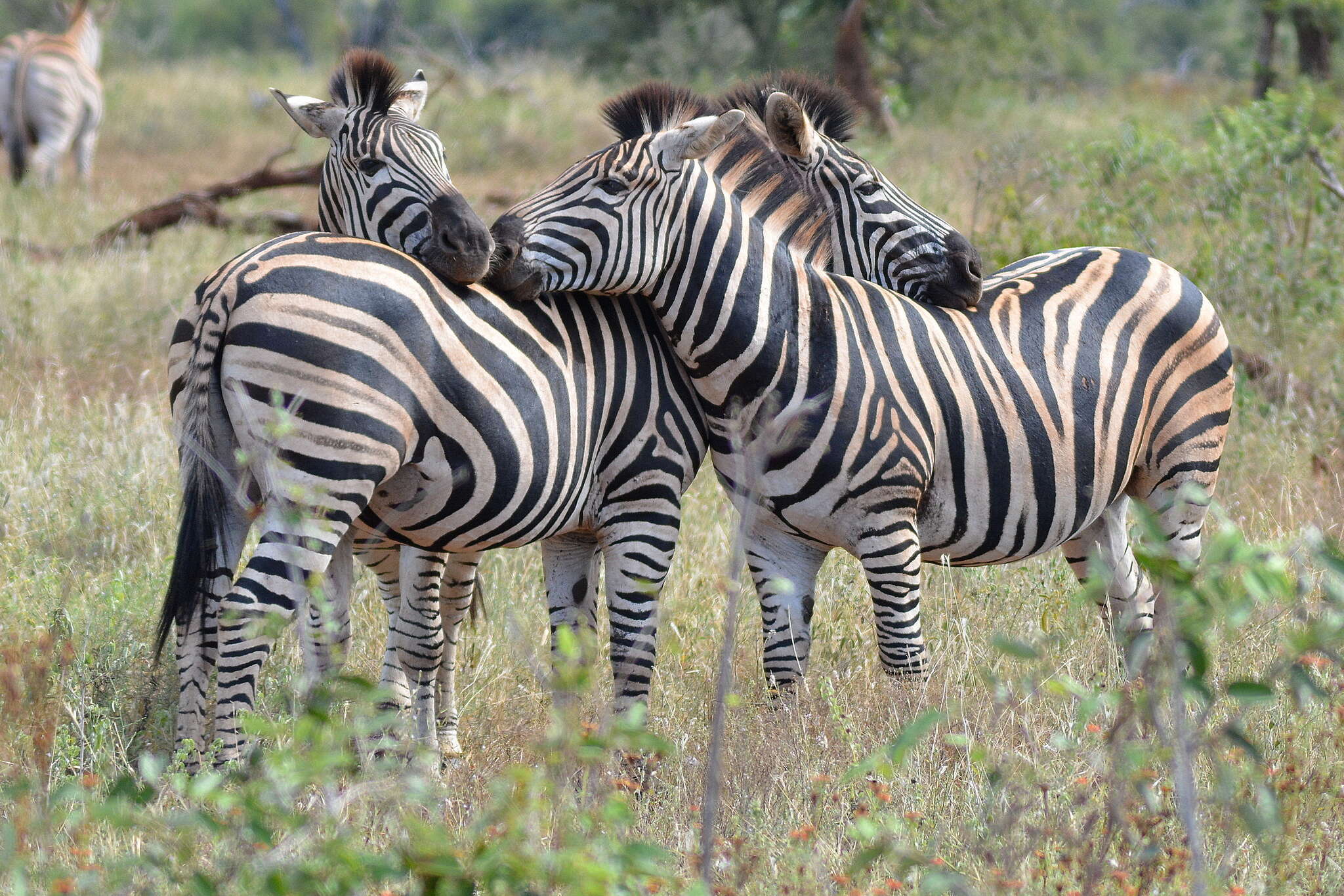 Image of Burchell's zebra