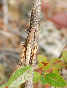 Image of Melanoplus islandicus Blatchley 1898