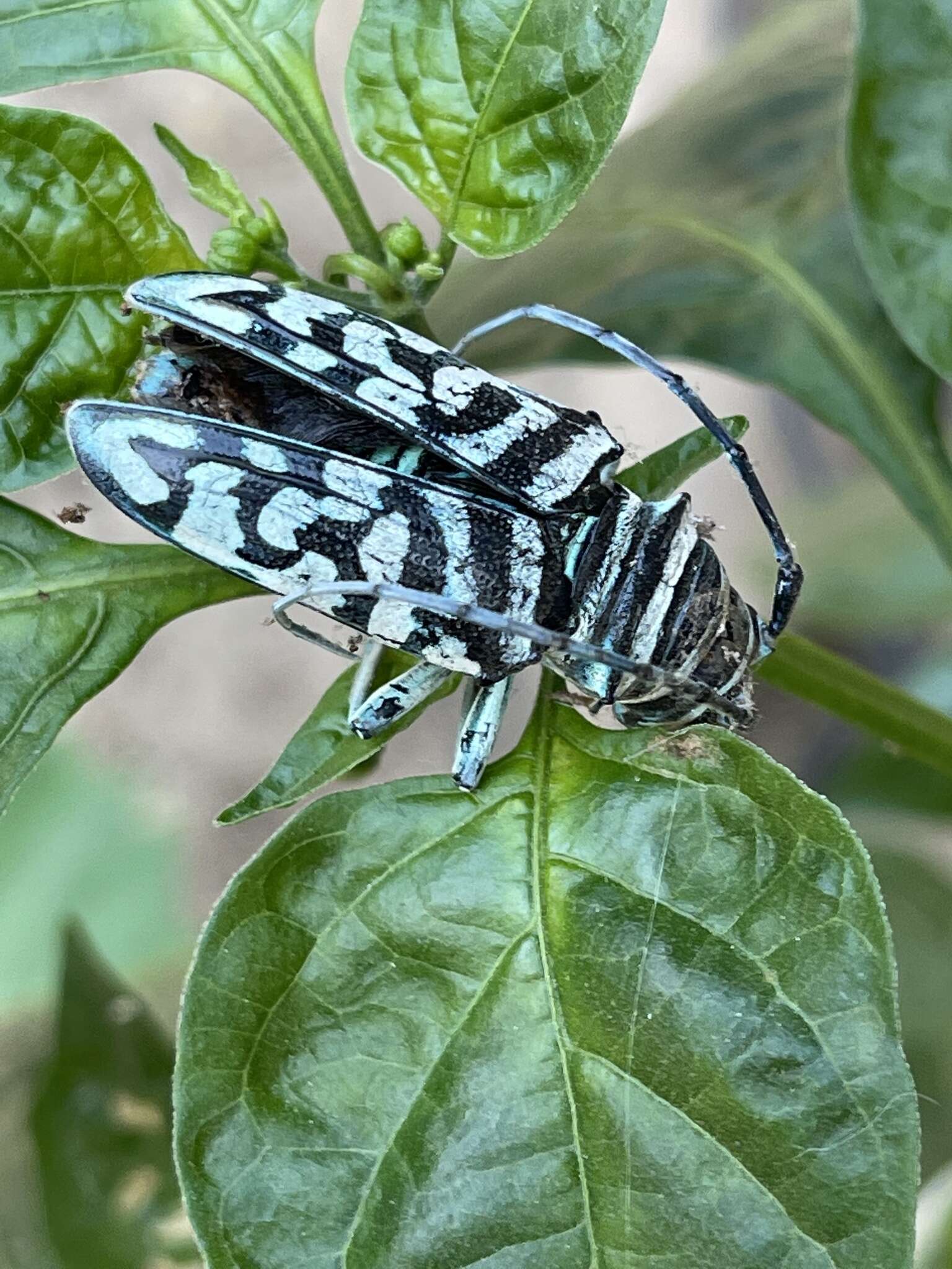 Image of Sternotomis bohemani Chevrolat 1844