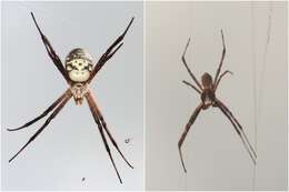 Imagem de Argiope trifasciata kauaiensis Simon 1900