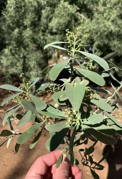 Image of Narrow-leaved mustard tree