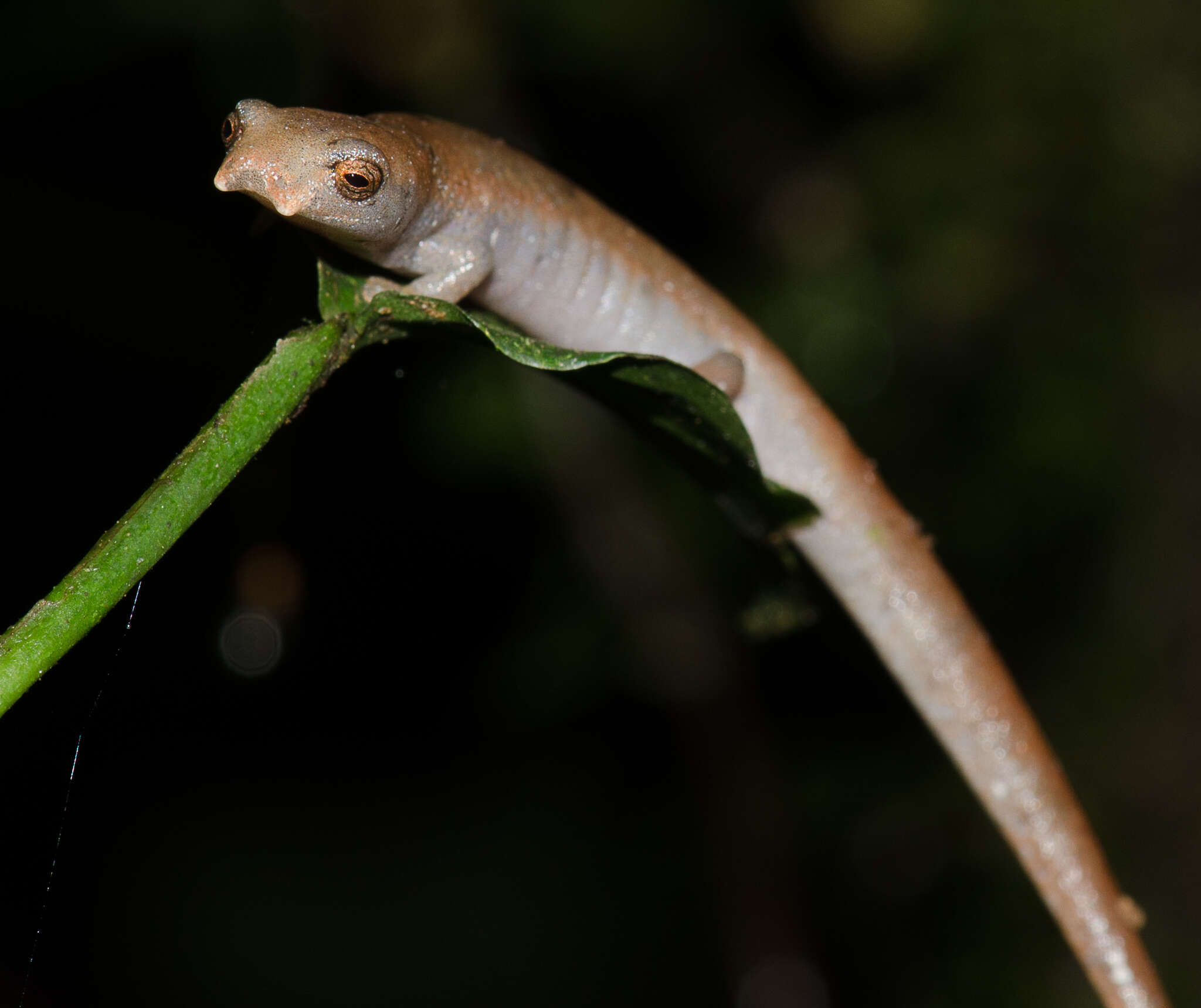 Image of Bolitoglossa sima (Vaillant 1911)