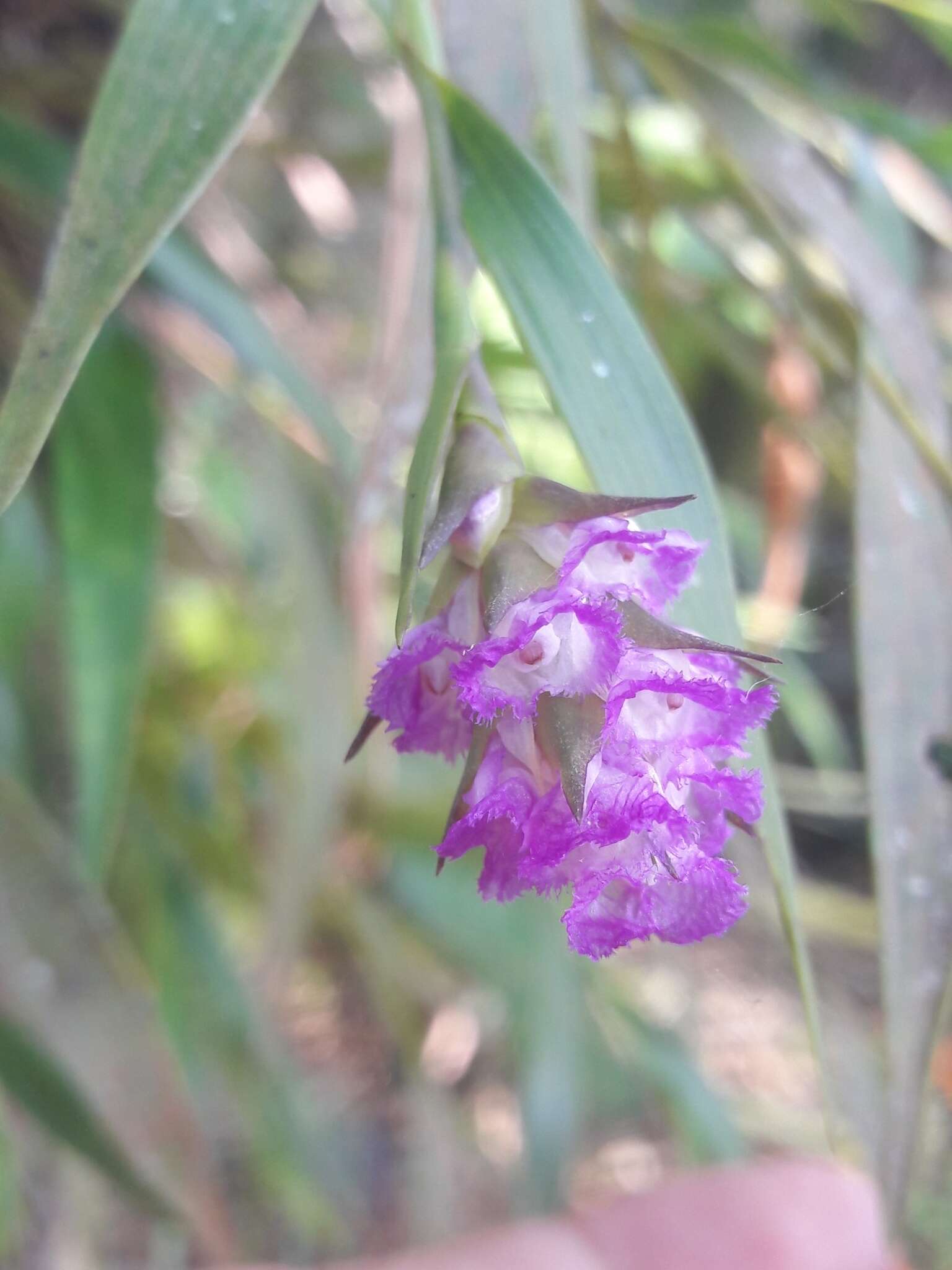 Imagem de Elleanthus amethystinus (Rchb. fil. & Warsz.) Rchb. fil.