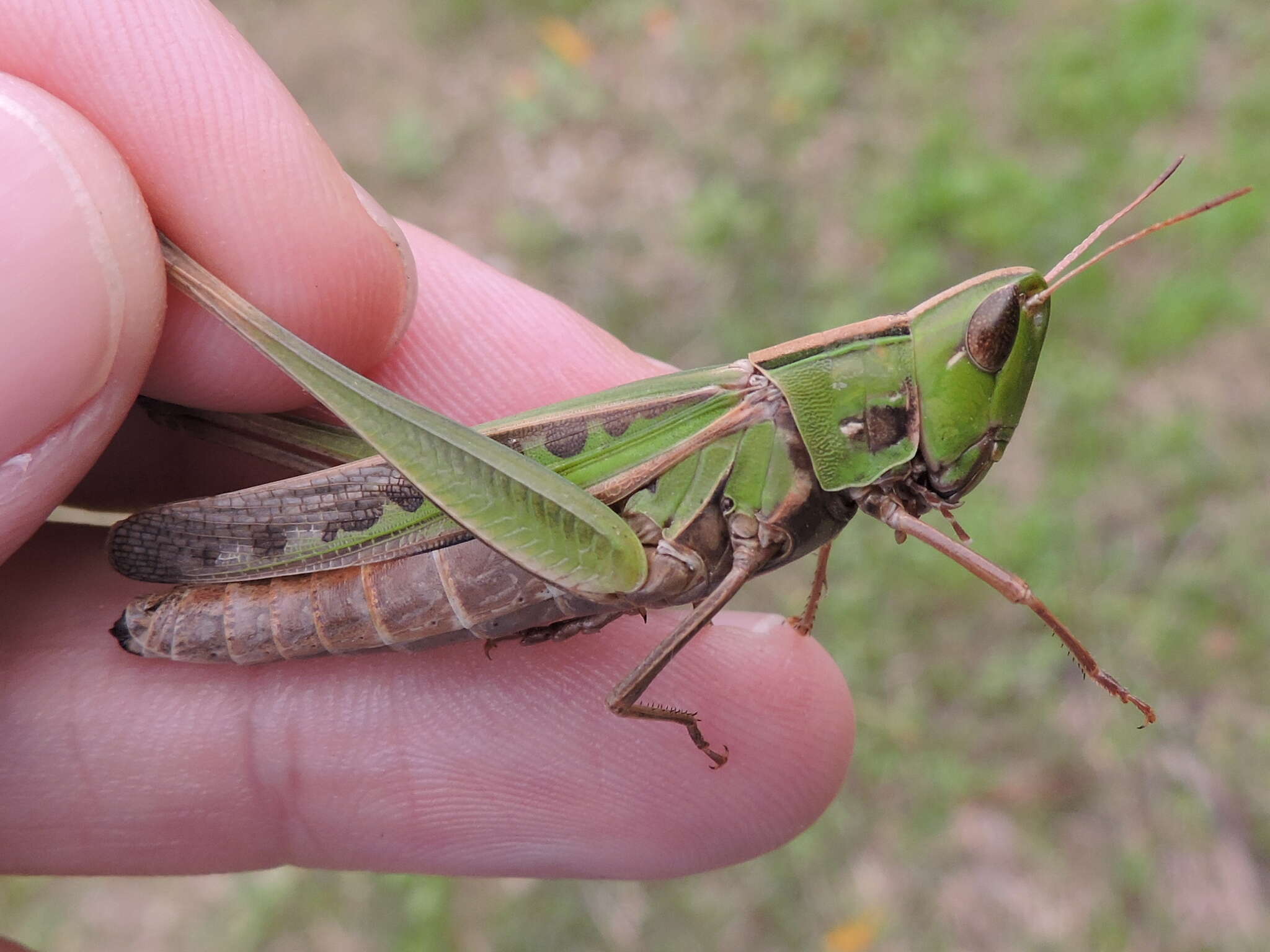 Image of Admirable Grasshopper