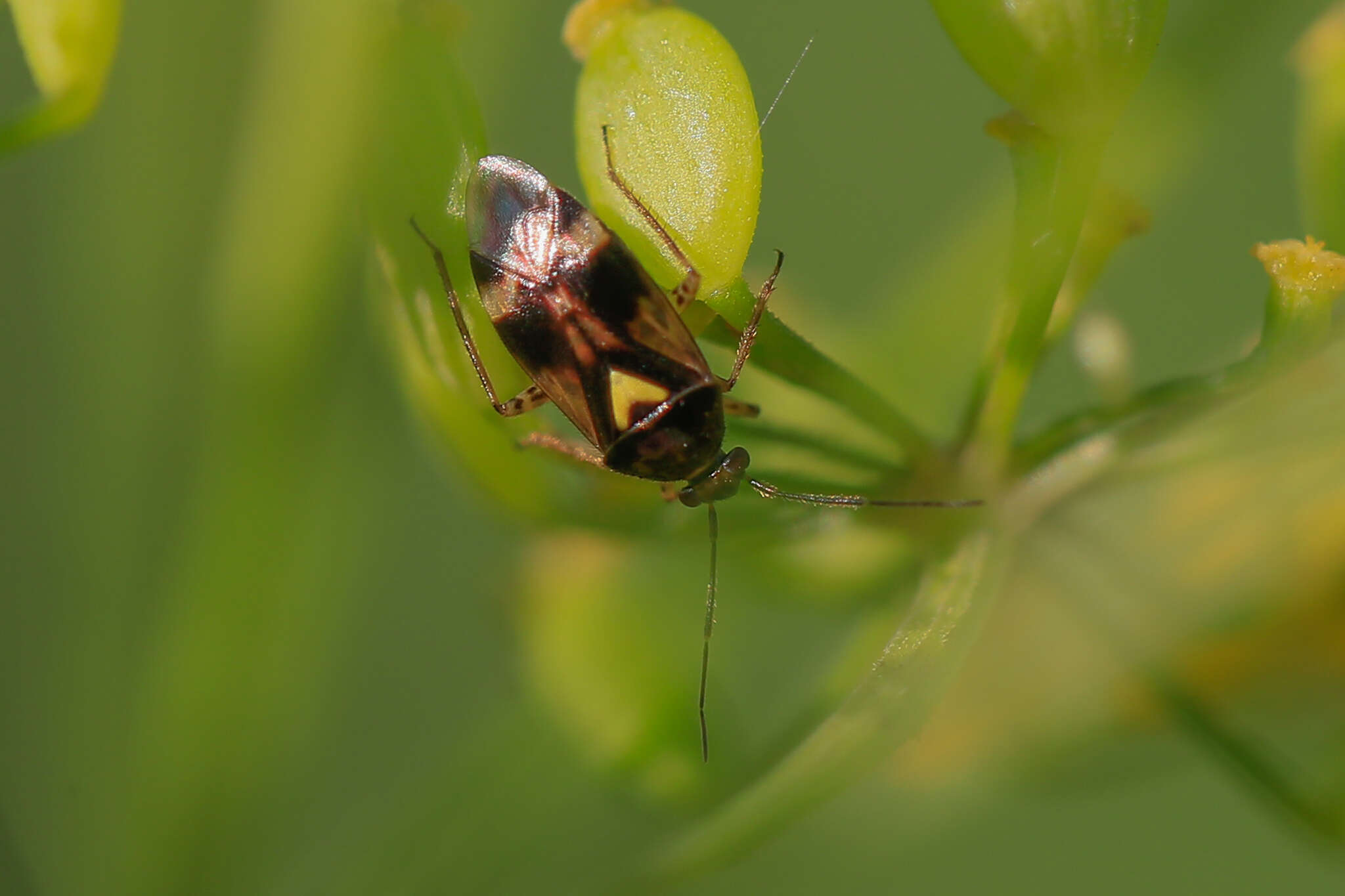 Image de Orthops basalis (A. Costa 1853)