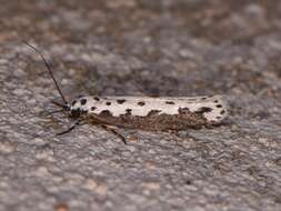 Image of Ethmia hagenella Chambers 1878