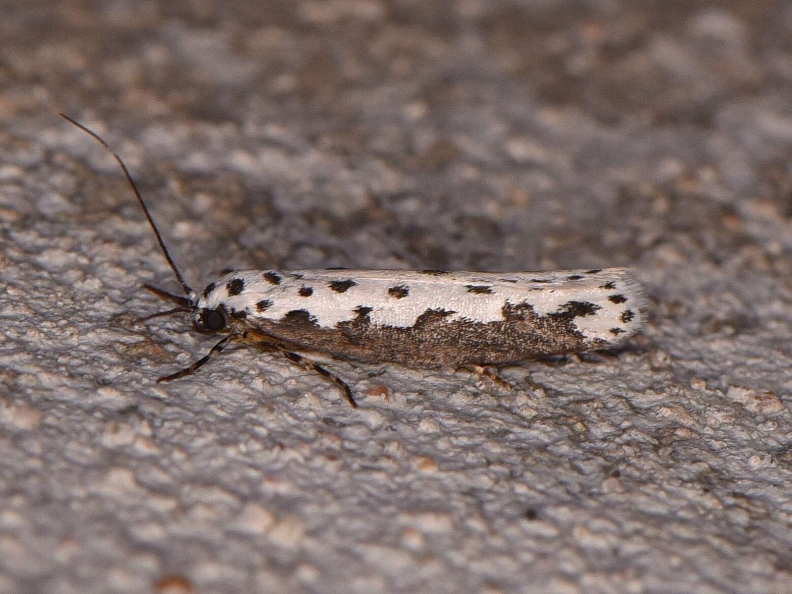 Image of Ethmia hagenella Chambers 1878