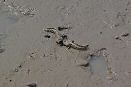 Image of Blue-spotted Mudskipper