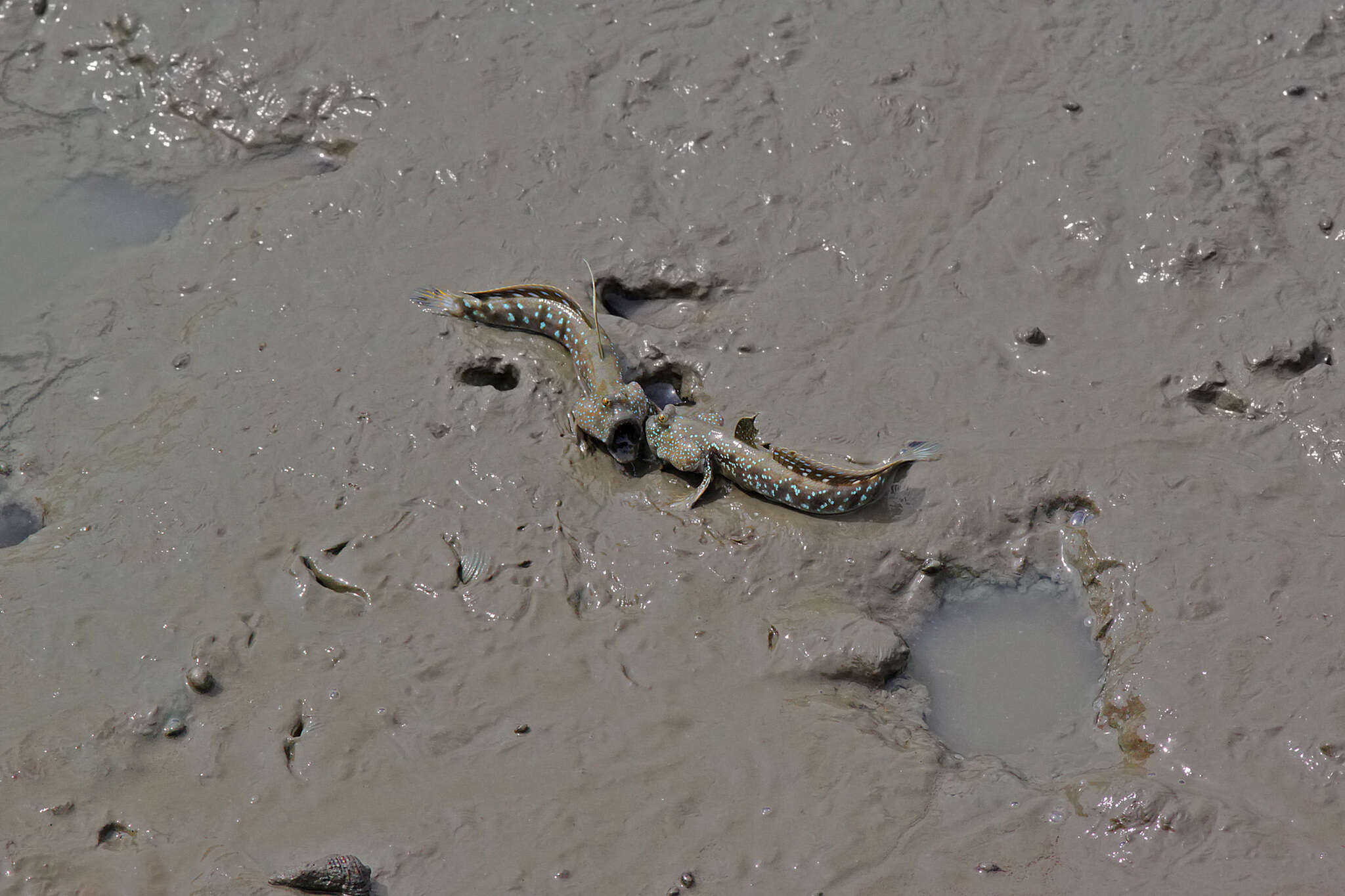 Image of Blue-spotted Mudskipper