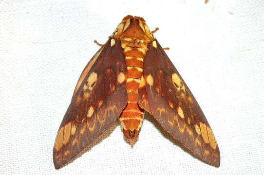 Image of Citheronia hamifera Rothschild 1907