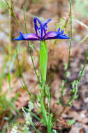 Image of Iris boissieri Henriq.