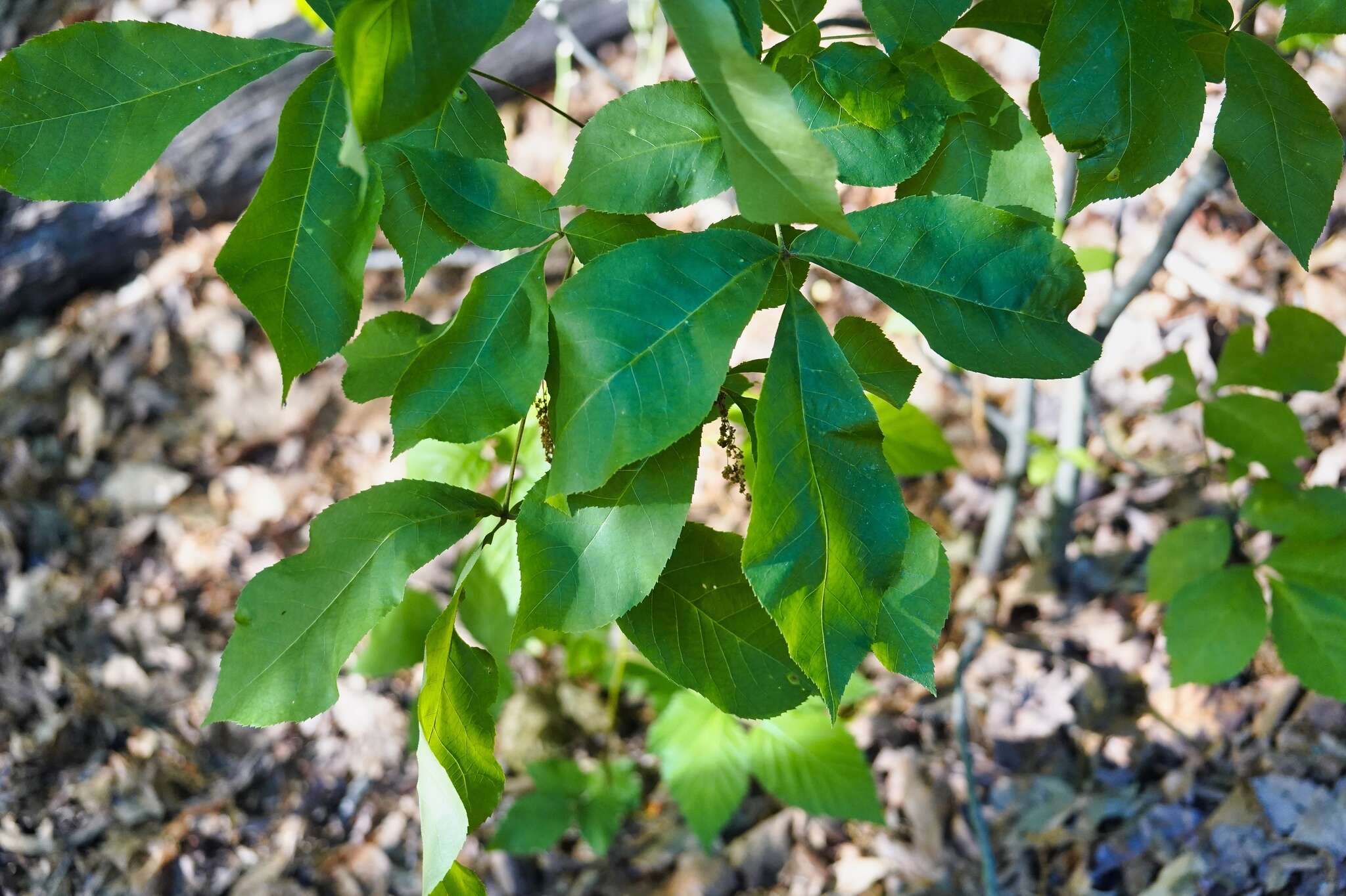 Image of Phylloxera foveola Pergande 1904