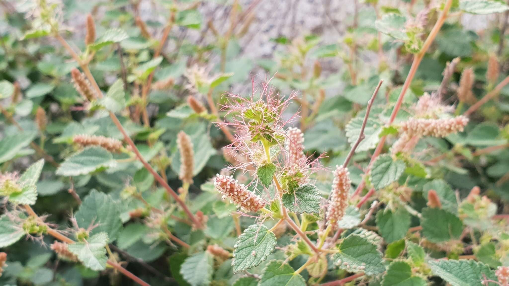 Image of California copperleaf