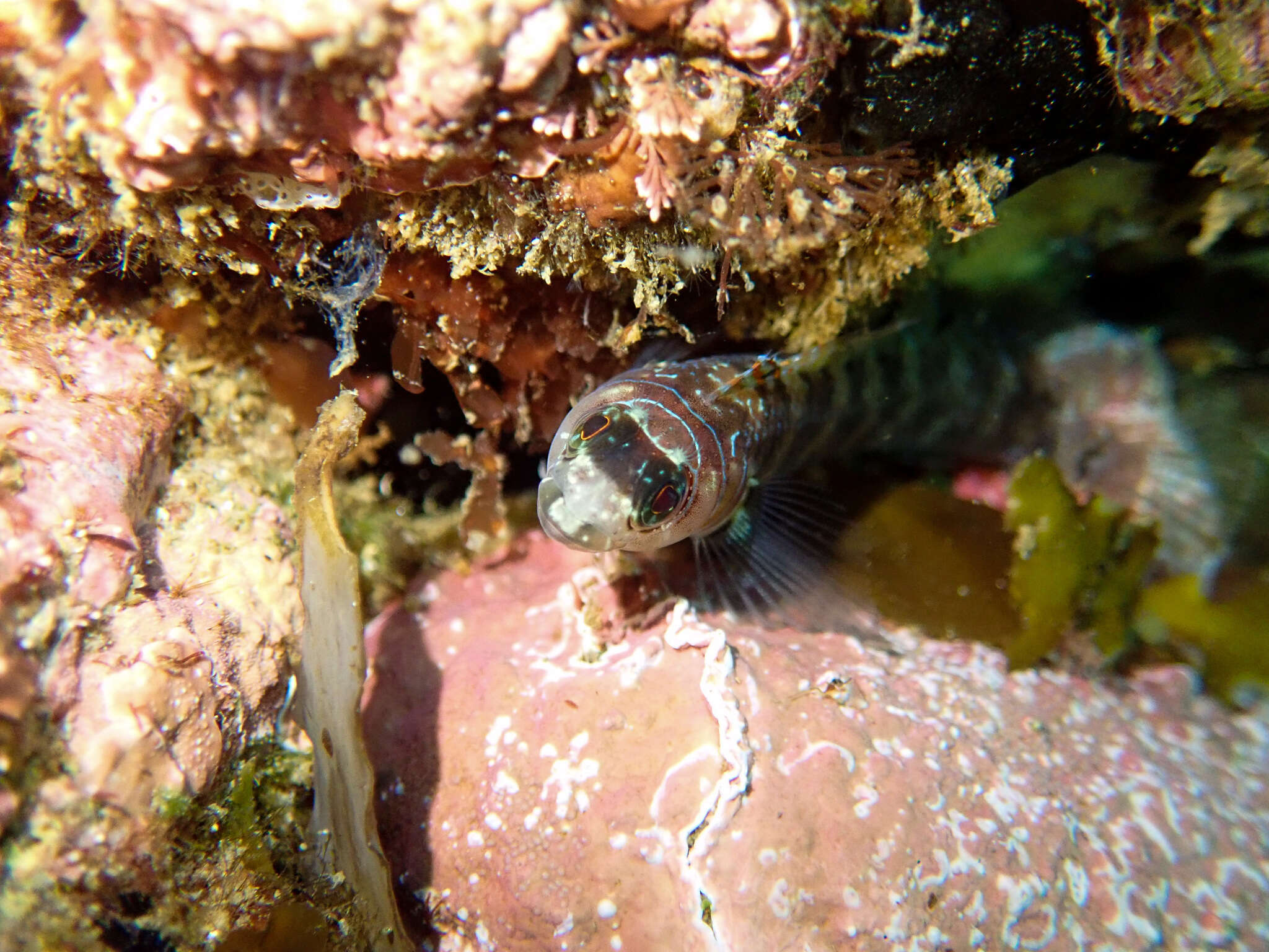 Image of Spectacled triplefin