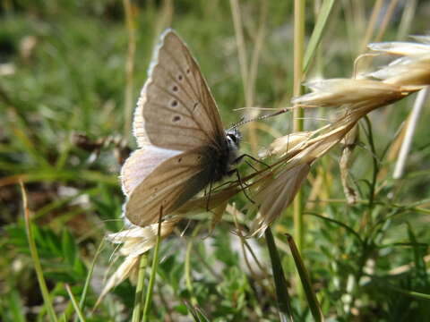 Image of Polyommatus damon