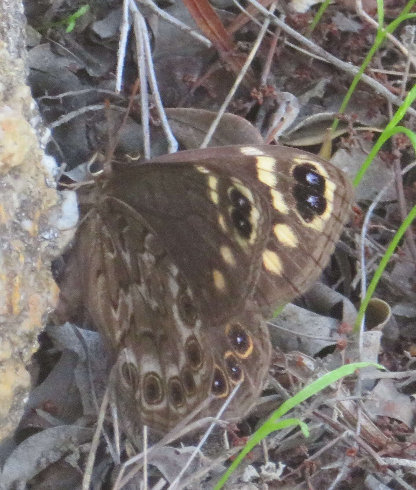 Imagem de Dira clytus Linnaeus 1764