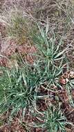 Image of Asphodeline taurica (Pall. ex M. Bieb.) Endl.