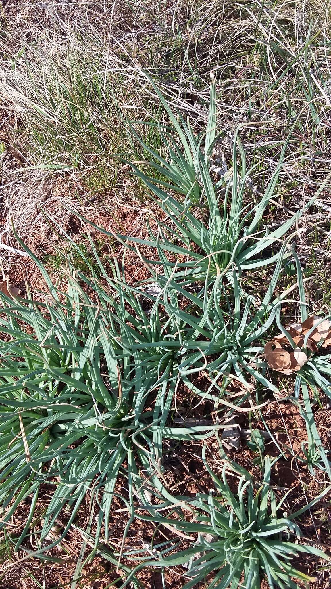 Image of Asphodeline taurica (Pall. ex M. Bieb.) Endl.