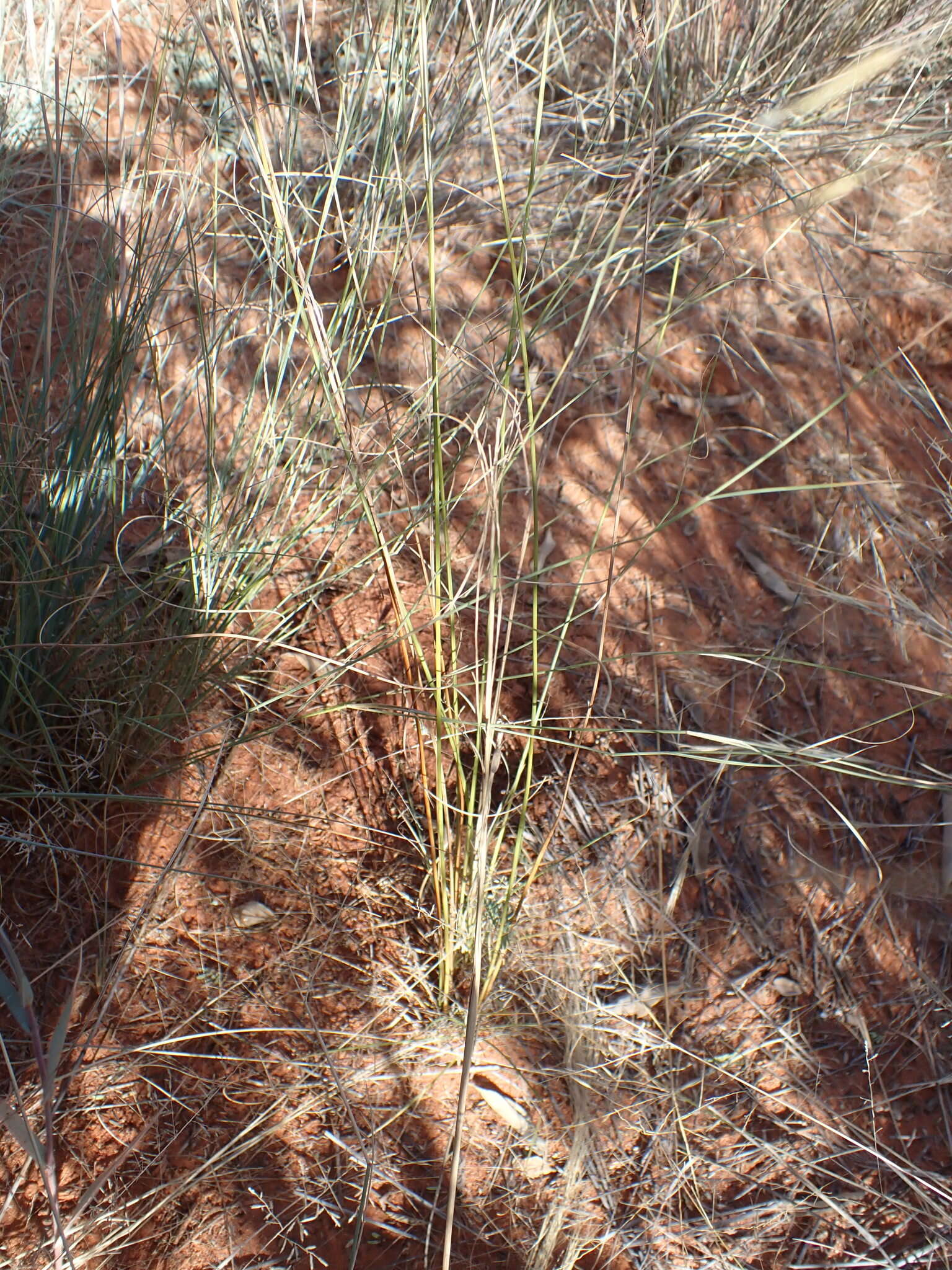 Imagem de Cyperus margaritaceus Vahl