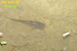 Image of Amur catfish