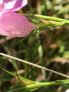 Image of purple false foxglove