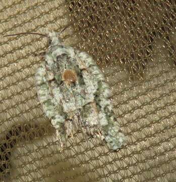 Image of Acleris literana Linnaeus 1758