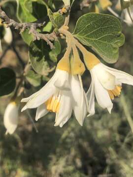 Plancia ëd Styrax redivivus (Torr.) Wheeler