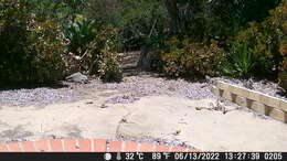 Image of Pipilo maculatus megalonyx Baird & SF 1858