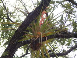 Image of Tillandsia werner-rauhiana Koide & Takiz.