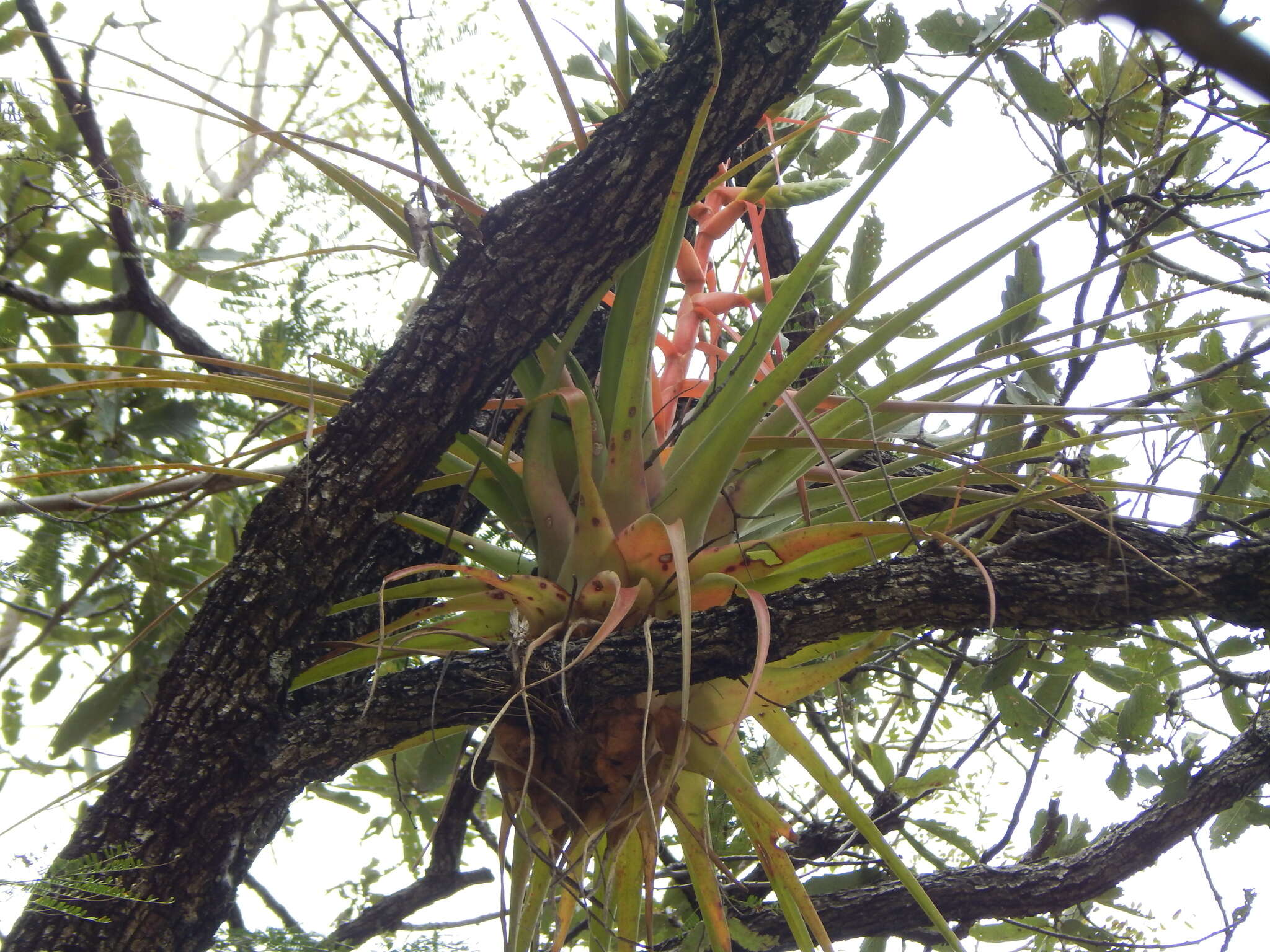 Image of Tillandsia werner-rauhiana Koide & Takiz.