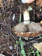 Image of Pholiota velaglutinosa A. H. Sm. & Hesler 1968