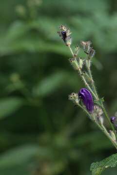 Strobilanthes atropurpurea Nees resmi