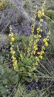 Image de Verbascum dentifolium Del.