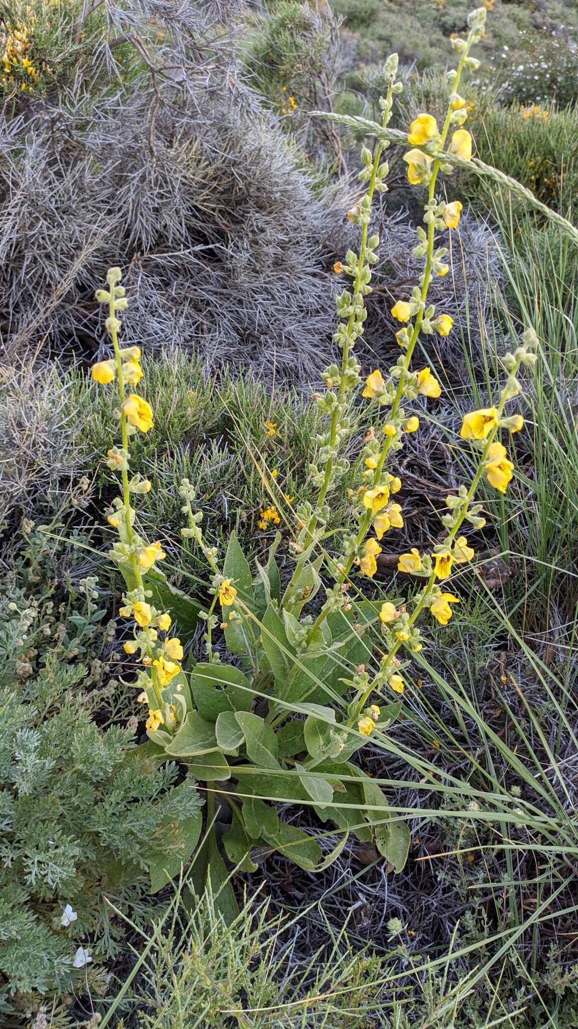 Image de Verbascum dentifolium Del.