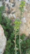 صورة Linaria micrantha (Cav.) Hoffmgg. & Link