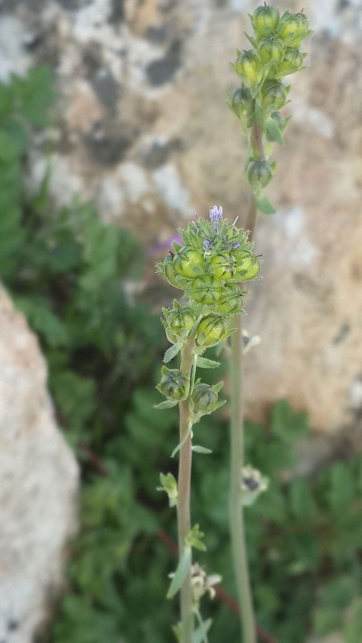 صورة Linaria micrantha (Cav.) Hoffmgg. & Link