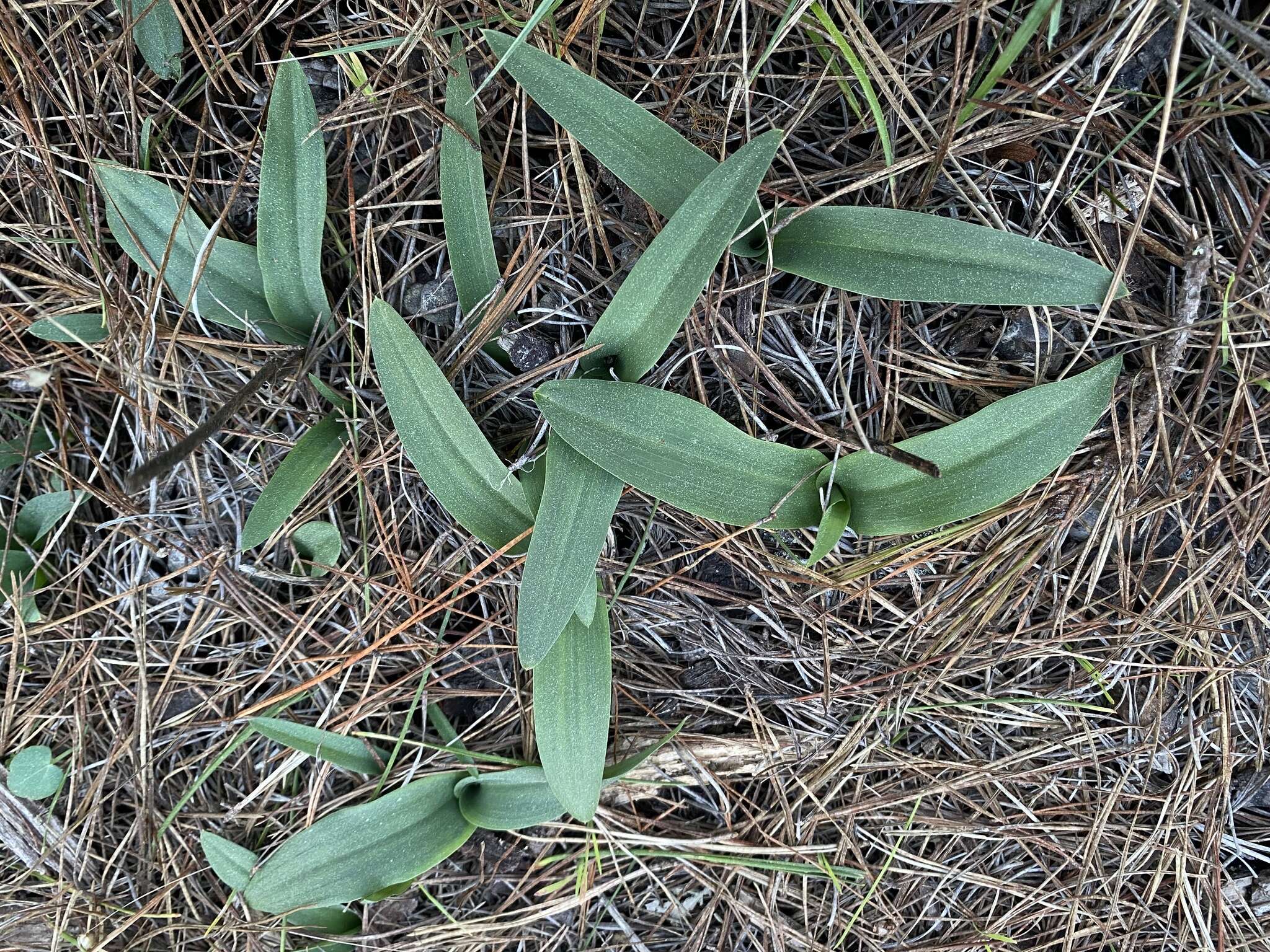 Platanthera yadonii (Rand. Morgan & Ackerman) R. M. Bateman resmi