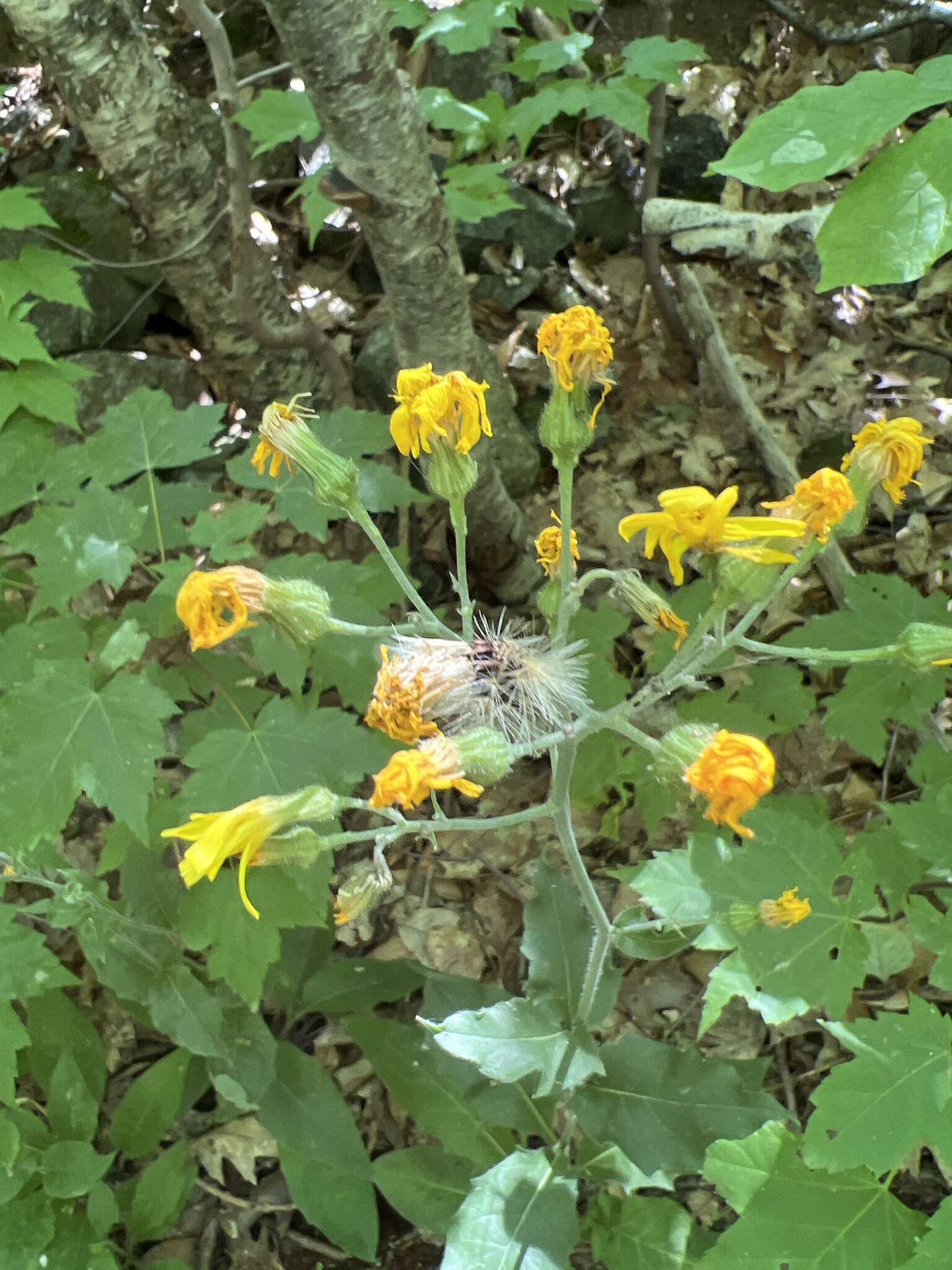 Image of Hieracium lachenalii subsp. lachenalii