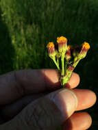 Image of Rayless Mountain Groundsel