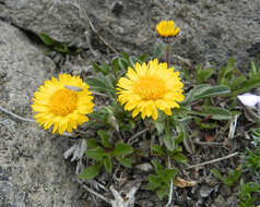 Image of alpine yellow fleabane