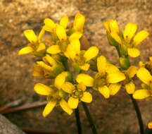 Image of Lake Tahoe draba