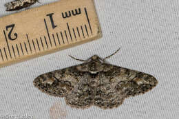 Image of Double-lined Gray Moth