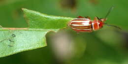 Image of Disonycha conjugata (Fabricius 1801)
