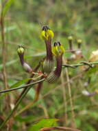 Image of Ceropegia candelabrum subsp. candelabrum