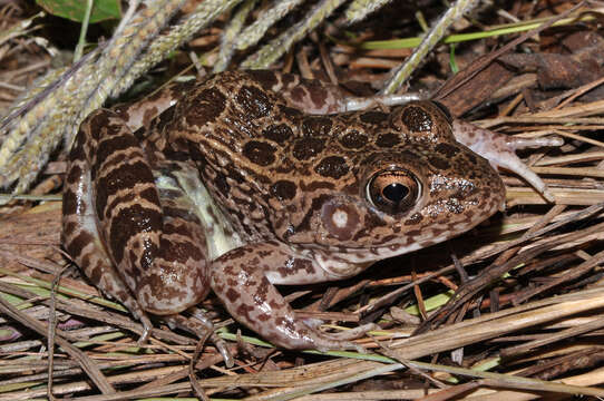 Image of Southern Crawfish Frog