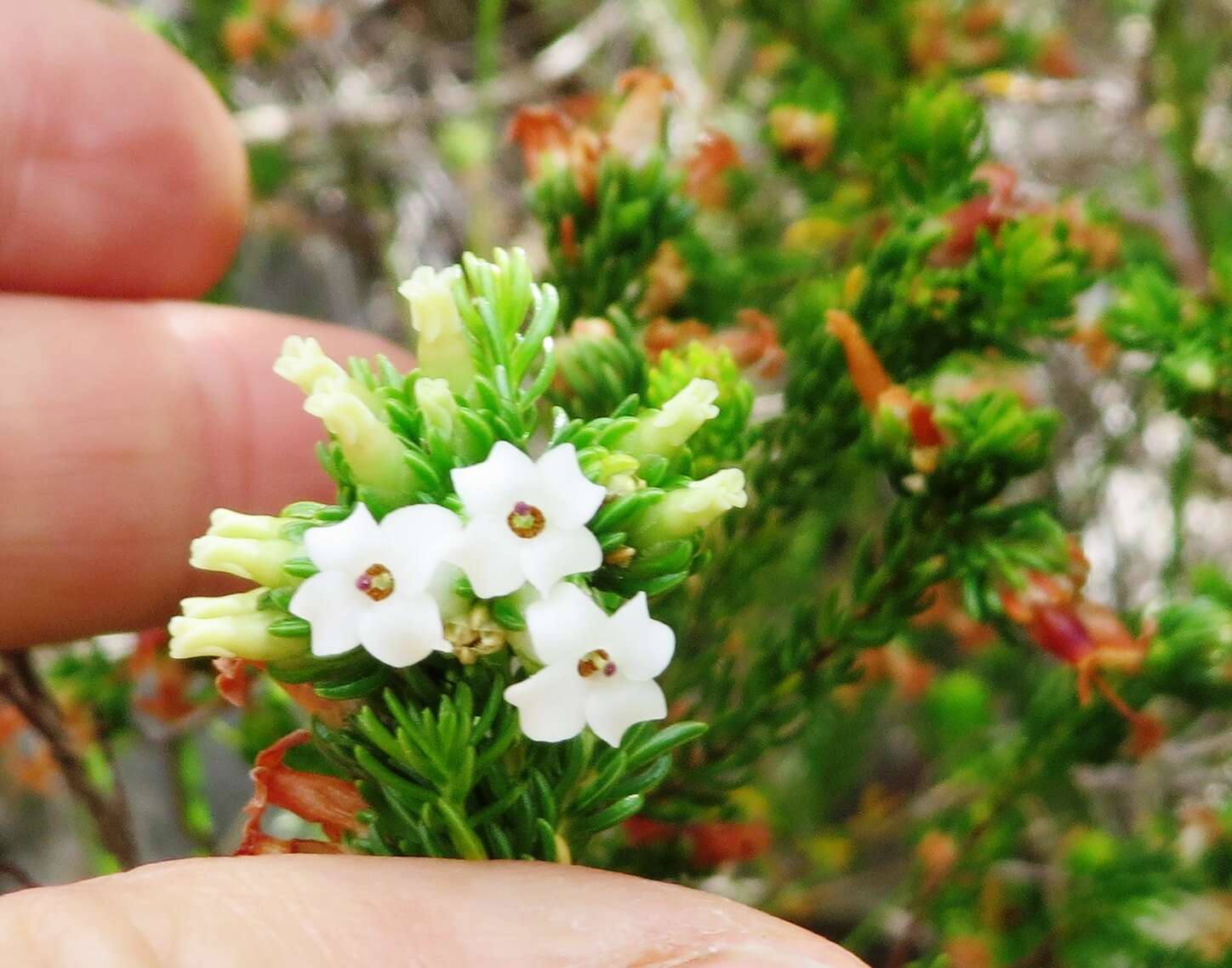 Image of Erica denticulata var. denticulata