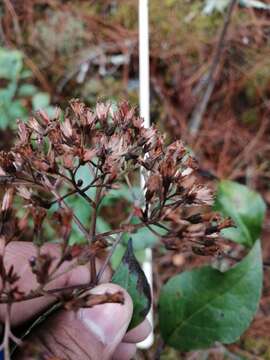 Image of Ageratina ligustrina (DC.) R. King & H. Rob.